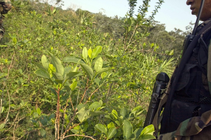 Un miembro de la Policía Antidrogas peruana al ingresar a una zona de cultivo de hoja de coca en el centro poblado de Comunpiari, situado en el Valle de los Ríos Apurímac y Ene (VRAE) (Perú). 