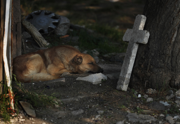 Un perro callejero duerme entre las tumbas en el Panteón San Nicolás Tolentino mientras los trabajadores hacen espacio para más entierros durante la pandemia de COVID-19 en la Alcaldía Iztapalapa en Ciudad de México el miércoles 27 de mayo de 2020. 