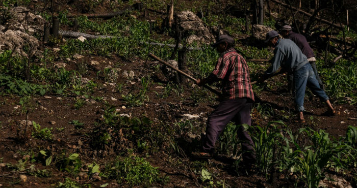 Dos Hombres Campesinos Limpian Con Un Azadón La Milpa En Espera De Una Buena Cosecha Este Año