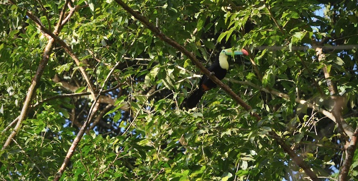 Reserva ecolÓgica tucÁn