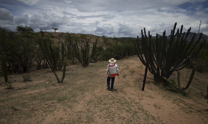 Jorge Vázquez Fumiga Una Plantación De Mangos En San Jerónimo Xayacatlán México El De Junio De El De Septiembre De Vázquez Trabajaba En Un Restaurante De Nueva York Tras El Ataque a Las Torres Gemelas La Gente Empezó a Tener Miedo No Salía No Compraba Y Le Despidieron fue Un Desastre Recuerda Había Pánico Ante La Posibilidad De Nuevos Atentados Como Ahora Lo Hay a Contagiarse Con El Coronavirus