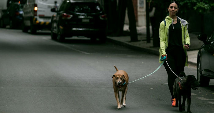 Una mujer sin cubrebcoas pasea a sus perros en la colonia Condesa de la Ciudad de México.