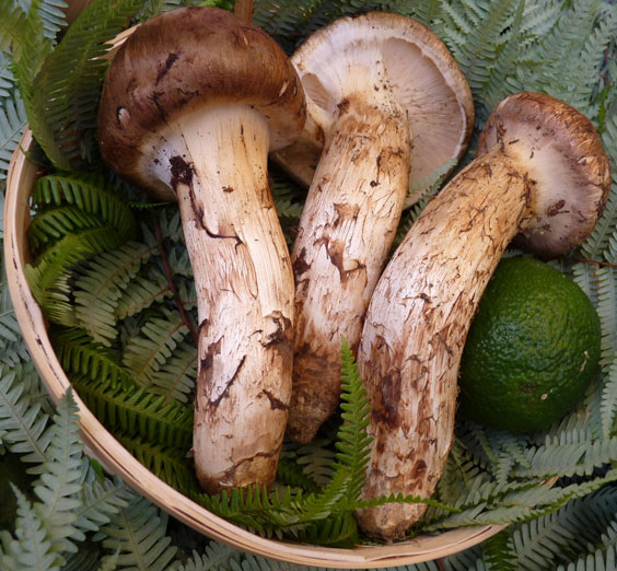 Setas matsutake