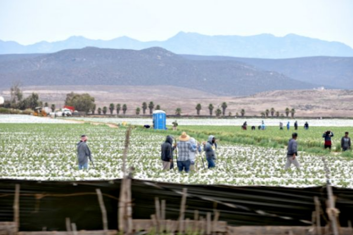 Jornaleros de San Quintín. 