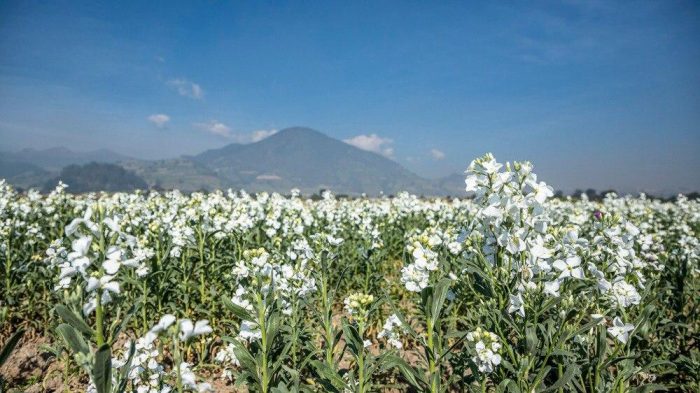 popocatepetl-flores-alhelí-azalea