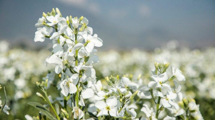 flores-blancas-tallo