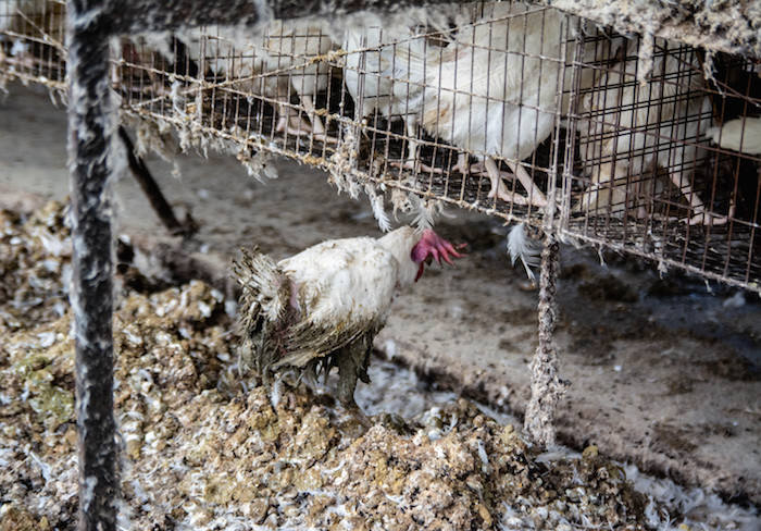 Maltrato a gallinas