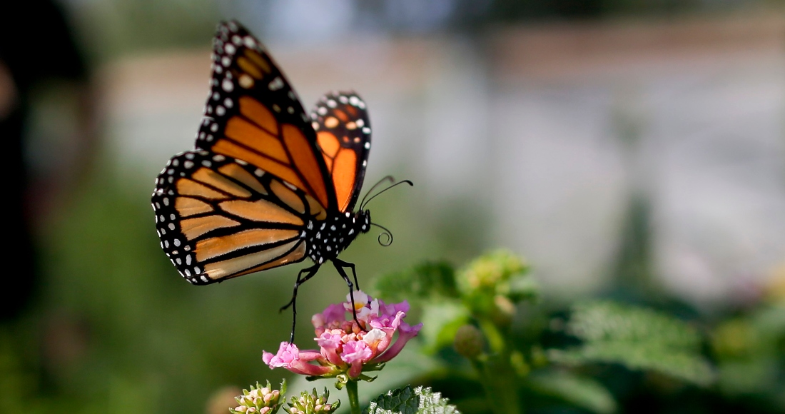 El nivel de las mariposas alcanzó niveles inusitadamente bajos en California, al punto de que corre serio peligro de extinción en el oeste de EU, según los científicos. Foto: Gregory Bull, AP