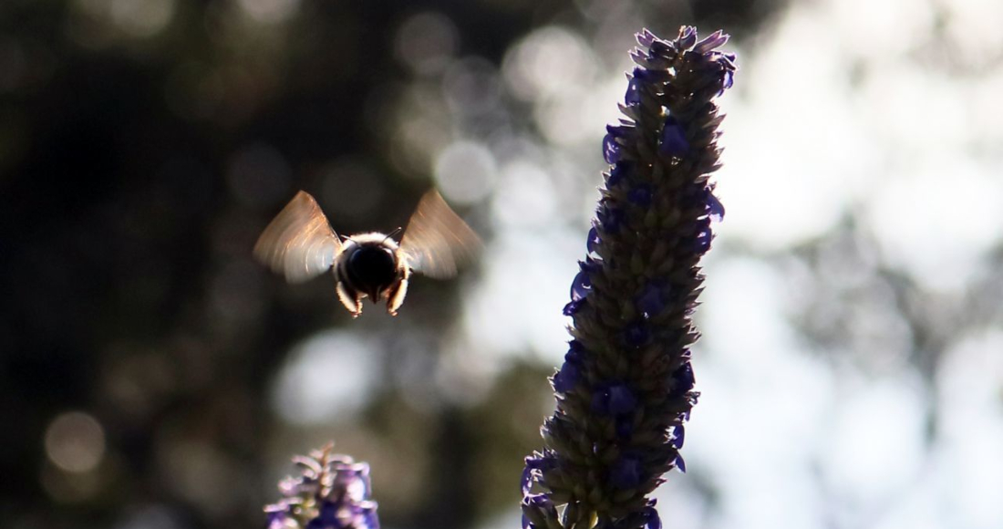 Una abeja vuela en el bosque de Ocuilan, ubicado en el Estado de México.