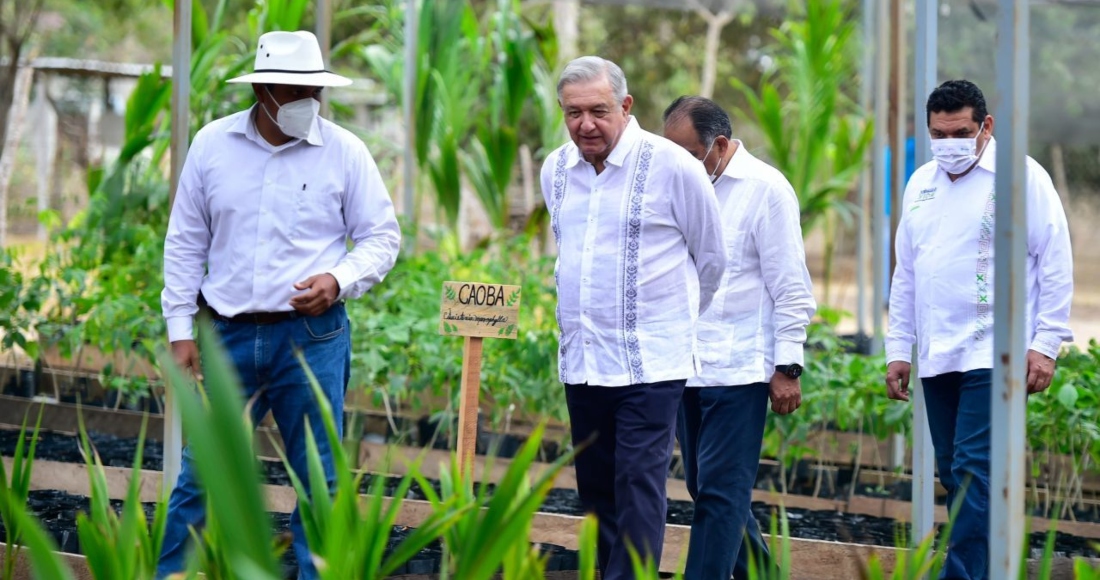 amlo-vivero-sembrando-vida