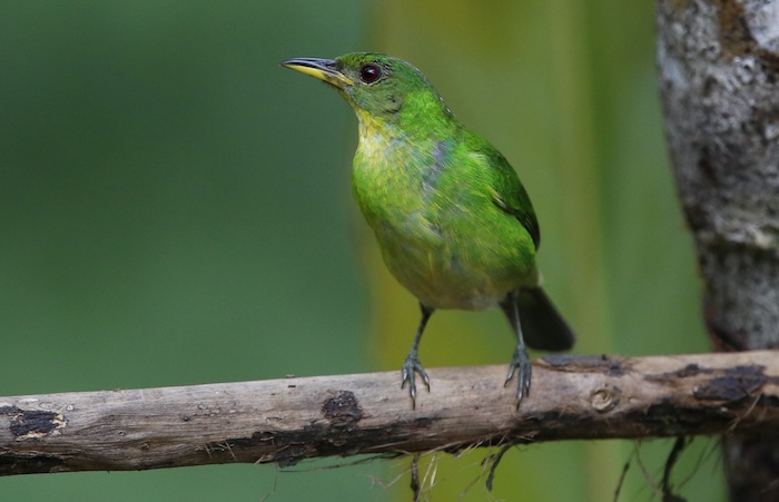 Un Ave De La Especie Mielero Verde Hembrachlorophanes Spiza Hembra En Cali colombia