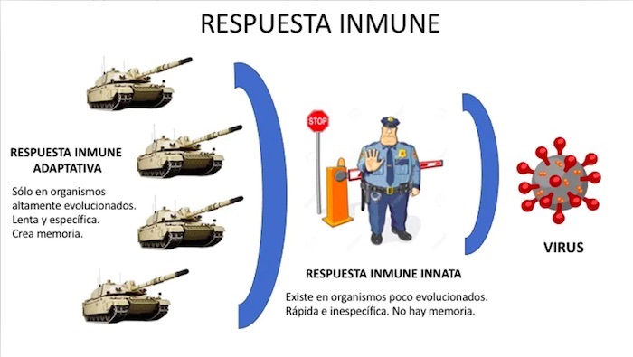 Infografía inmunidad covid-19 