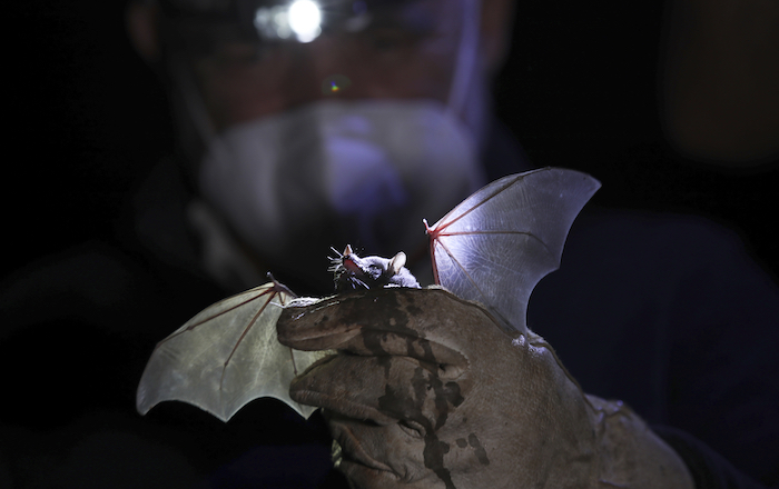 El biólogo e investigador titular del Instituto de Ecología de la UNAM, Rodrigo Medellín, mantiene en sus manos un murciélago de nariz larga después de que fue capturado brevemente para un estudio en los jardines botánicos de la universidad. Foto Marco Ugarte, AP.