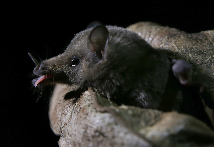 Un Murciélago De Nariz Larga Es Examinado Por El Biólogo Rodrigo Medellín Después De Que Fuera Brevemente Capturado Y Liberado Para Un Estudio Luego De La Captura Del Animal Los Investigadores Emprenden Un Exhaustivo Protocolo Para Evaluarlo Una De Las Jóvenes Comienza a Frotar La Cabeza El Cuerpo Y Las Alas Del Ejemplar Con Un Diminuto Cubo De Gelatina Con Dos Colorantes safranina Y Fucsina Que Posteriormente Será Examinado En El Microscopio Para Evaluar Los Restos De Polen Encontrados En El Animal Foto Marco Ugarte Ap