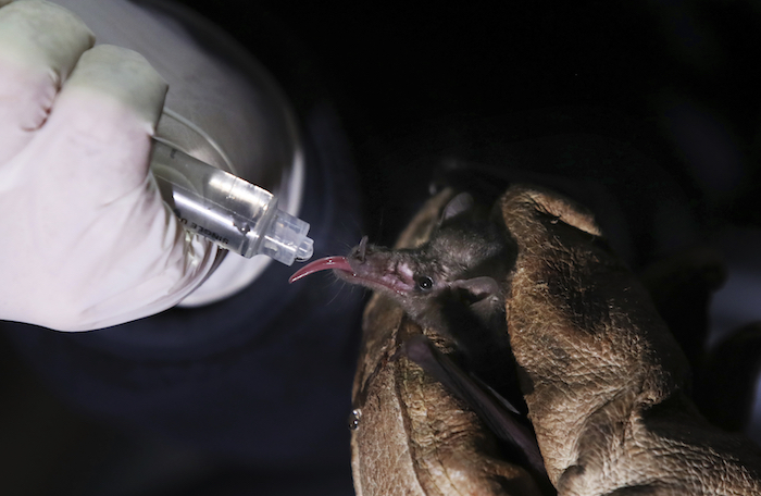 Un Murciélago Mexicano De Nariz Larga Es Alimentado Con Agua Azucarada Con Una Jeringa La Pequeña Dosis De Agua Azucarada Se Administra Para Ayudarlo a Recuperarse Del Estrés Y Obtener Muestras De Heces Que Pueden Arrojar Más Luz Sobre Su Dieta Foto Marco Ugarte Ap