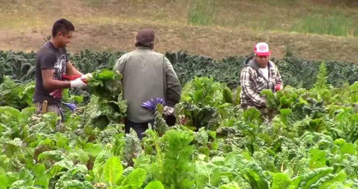 Agricultura Campesina