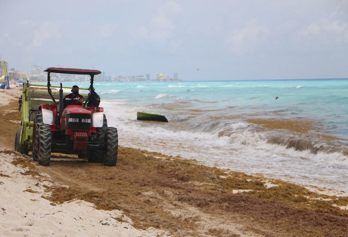 El pasado 17 de mayo, se reportó el arribo masivo de sargazo en Playa Delfines, de la Zona Hotelera de Quintana Roo. 