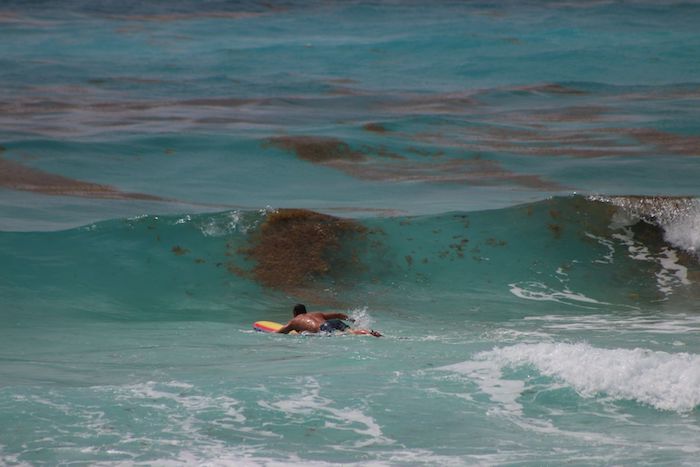 El pasado 26 de mayo, trabajadores de limpieza retiran el sargazo que ha llegado a la costa de Playa Delfines, Quintana Roo. 