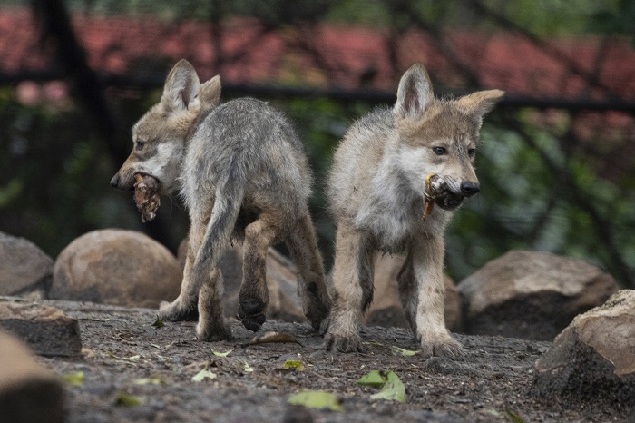 Camada de lobo mexicano