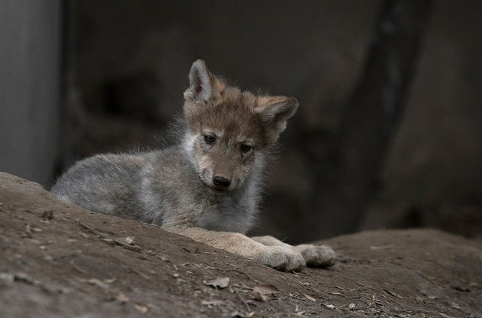 Camada de lobo mexicano