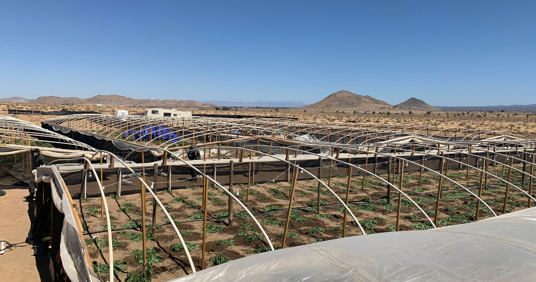 Plantío de mariguana en California