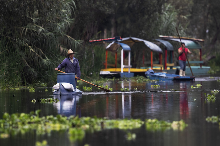 Un agricultor utiliza un palo para mover su canoa por su granja flotante, conocida como "chinampa", en Xochimilco, en la Ciudad de México, el 12 de agosto de 2021, mientras la capital mexicana se prepara para conmemorar el 500 aniversario de la caída de la capital azteca, Tenochtitlan. Los canales y jardines flotantes de Xochimilco son los últimos remanentes de un vasto sistema de transporte de agua construido por los aztecas para abastecer su capital. 