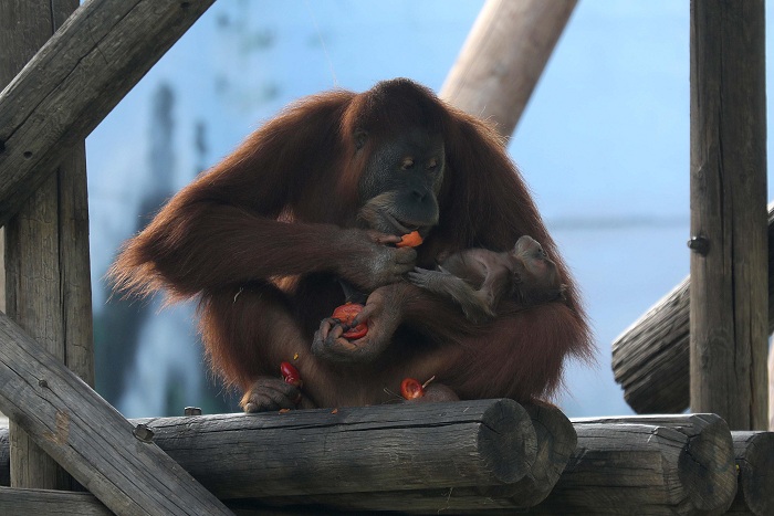 Bebé orangután de Sumatra