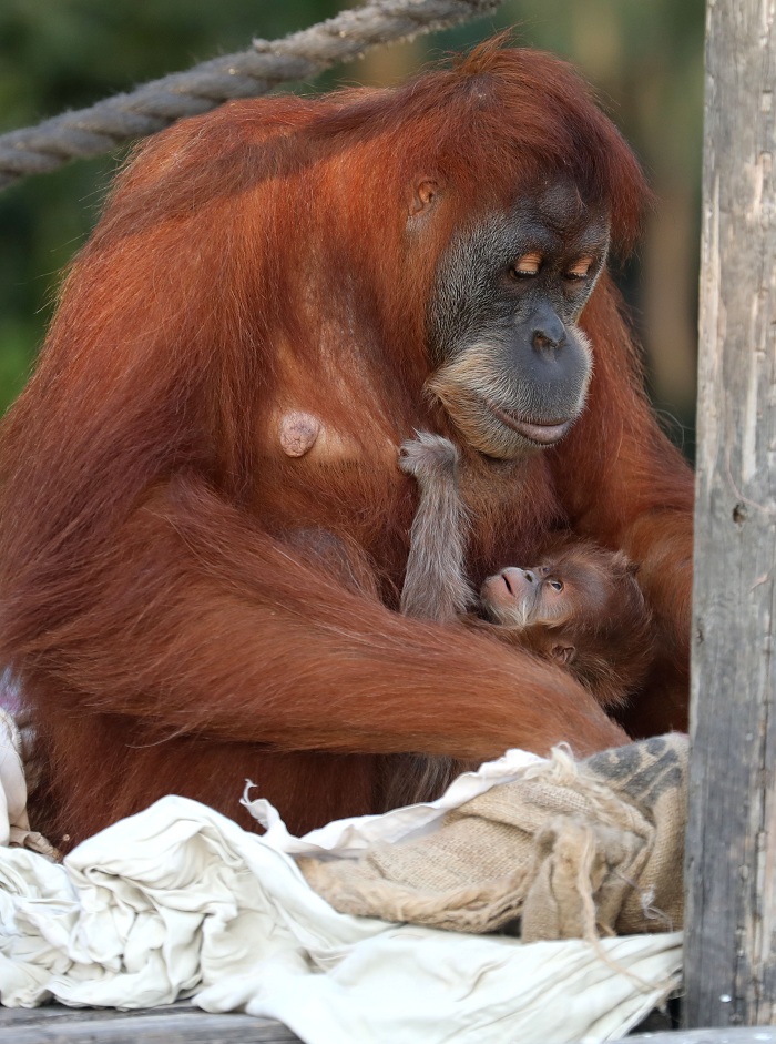 Bebé orangután de Sumatra