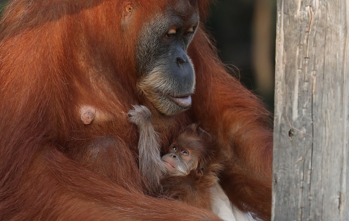 Bebé orangután de sumatra