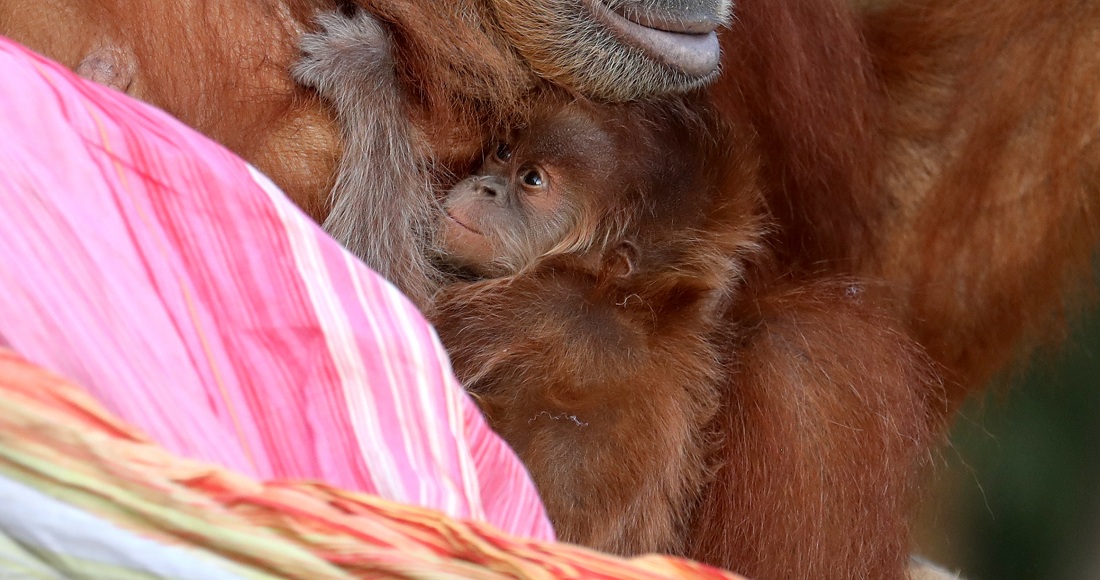 Bebé orangután de Sumatra