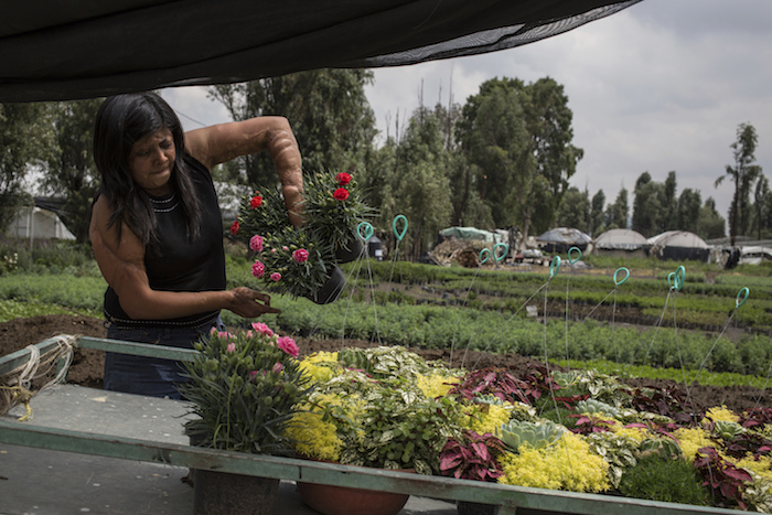 Elisa Xolalpa, quien sobrevivió a un ataque con ácido por su expareja hace 20 años cuando ella tenía 18 años, acomoda plantas en su invernadero y que luego venderá en un mercado en Ciudad de México, el sábado 12 de junio de 2021. Xolalpa está enfocada en prepararse mentalmente para una nueva audiencia con su atacante, quien finalmente fue arrestado en febrero de 2021. 