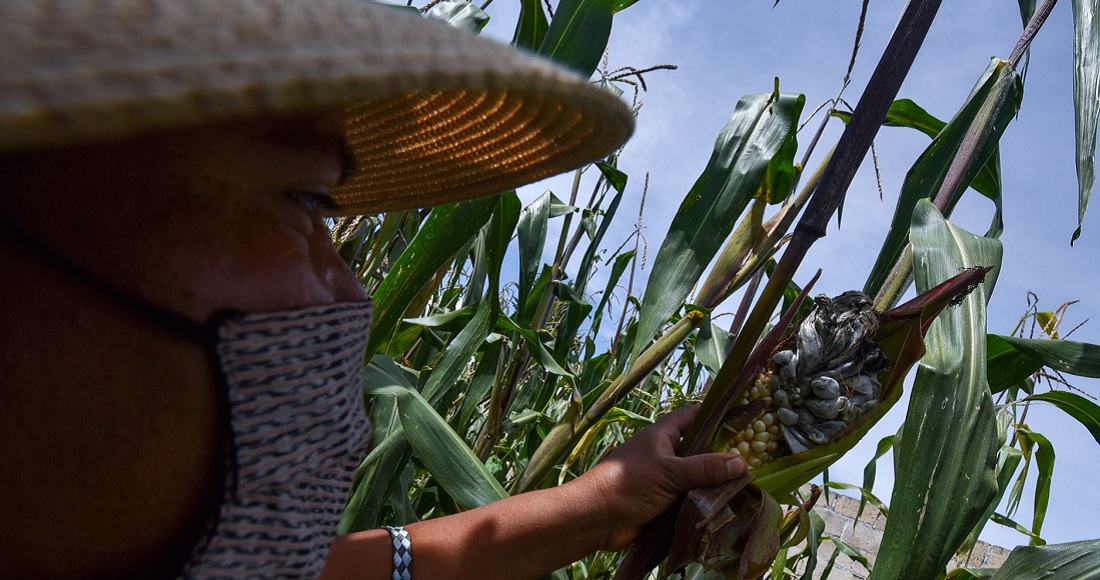 Huitlacoche en México