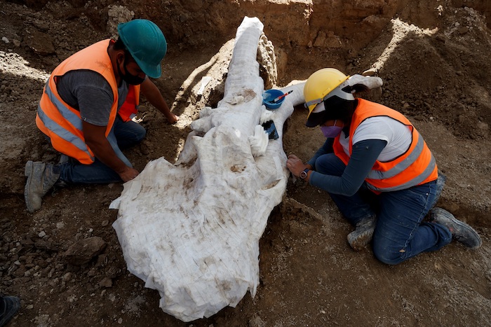 Los Restos De Un Mamut Son Extraídos Por Especialistas Del Instituto Nacional De Antropología E Historia inah El De Octubre De En La Zona Donde De Construye El Aeropuerto Internacional Felipe Ángeles En El Municipio De Zumpango En El Municipio De Zumpango méxico