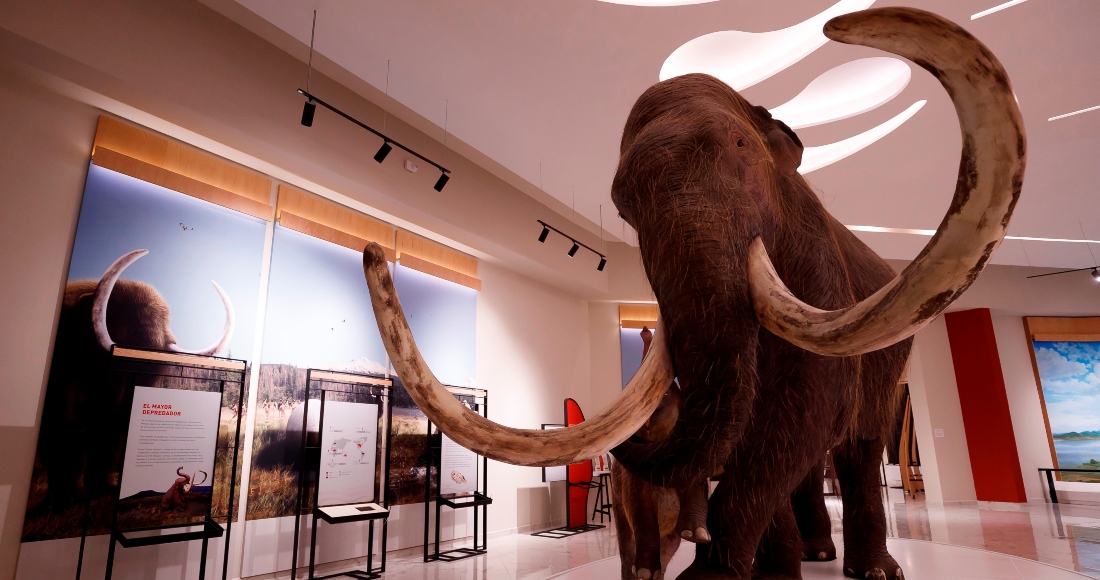 Fotografía de la reconstrucción con base en los restos óseos de un mamut, el 15 de octubre de 2021, en el Museo Paleontológico de Santa Lucía Quinamétzin, en el municipio de Zumpango (México).