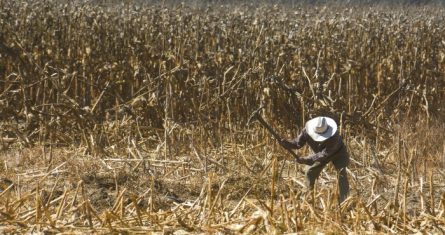 Agricultores inician la limpieza de campos de cultivo para el siguiente ciclo agrícola, algunos con máquinas como tractores y otros solo ayudados con un machete.