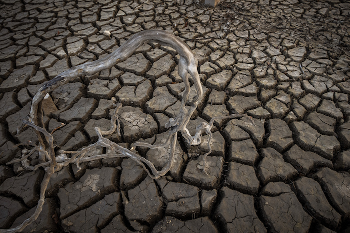 Raíces fotografiadas cerca del antiguo pueblo de Aceredo, en el noroeste de España, el viernes 11 de febrero de 2022.