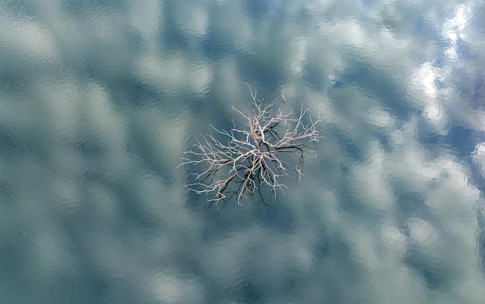 Un árbol asoma del agua debido a la sequía en el embalse de Lindoso, en el noroeste de España, el sábado 12 de febrero de 2022.