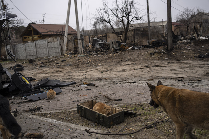 Un gato se sienta en una caja donde se guardan municiones, el martes 5 de abril de 2022, en Bucha, en las afueras de Kiev, Ucrania.