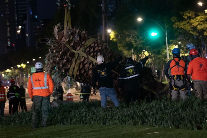 La Especie Será Trasladada Al Vivero Nezahualcóyotl Donde Recibirá Un Tratamiento Y Posteriormente Se Intervendrá Por Jóvenes Artistas Para Su Exhibición