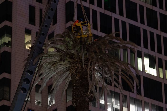 Trabajos Para El Retiro De La Icónica Palma De La Avenida Reforma Esta Madrugada