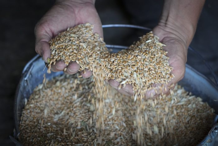 El Agricultor Serhiy Muestra Grano En Su Silo En La Aldea De Ptyche En La Región Oriental De Donetsk Ucrania El De Junio De