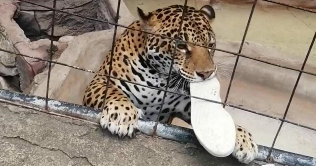 En las redes sociales se difundió un video del momento en el que uno de los jaguares del zoológico mordisquea un zapato deportivo enredado en los alambres de la jaula y luego lo lleva al interior del albergue.