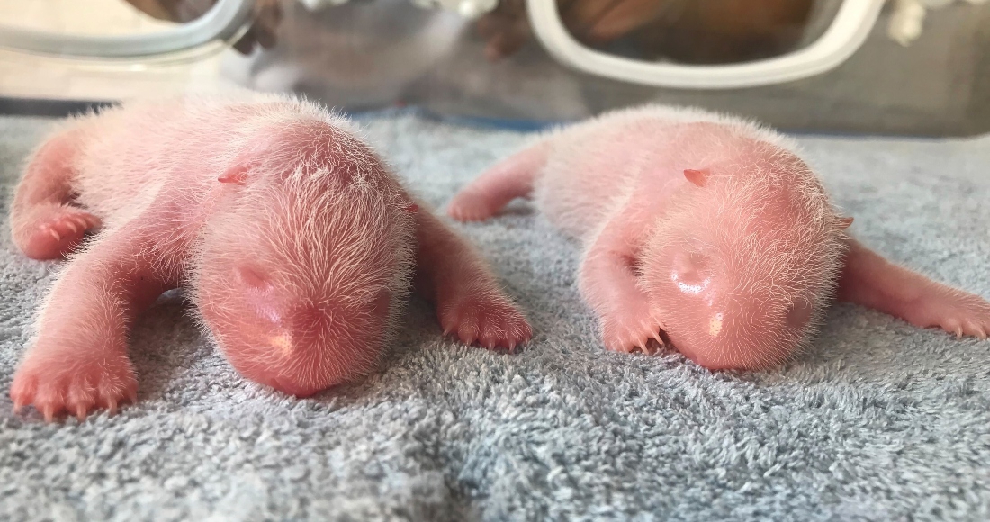 En esta foto publicada por el Centro de Investigación del Panda Gigante de Qinling, se muestran dos pandas recién nacidos, en Shaanxi, China el 23 de agosto de 2022.