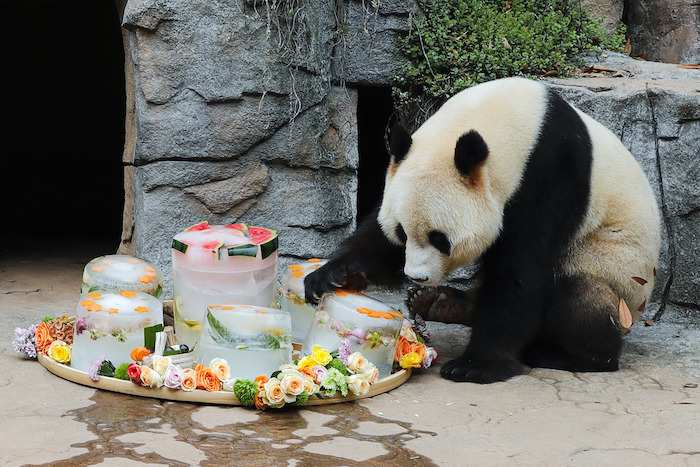 El Panda Gigante Macho Qing Qing Disfruta De Pasteles Congelados De Cumpleaños En La Base De Dujiangyan Del Centro De Conservación E Investigación Del Panda Gigante De China En Dujiangyan Provincia De Sichuan En El Suroeste De China El De Agosto De