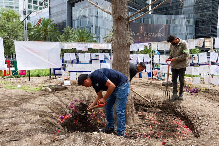 A partir de este lunes 5 de septiembre, se giraron indicaciones para que se colocara un “tapial” de protección alrededor del árbol Taxodium mucronatum.