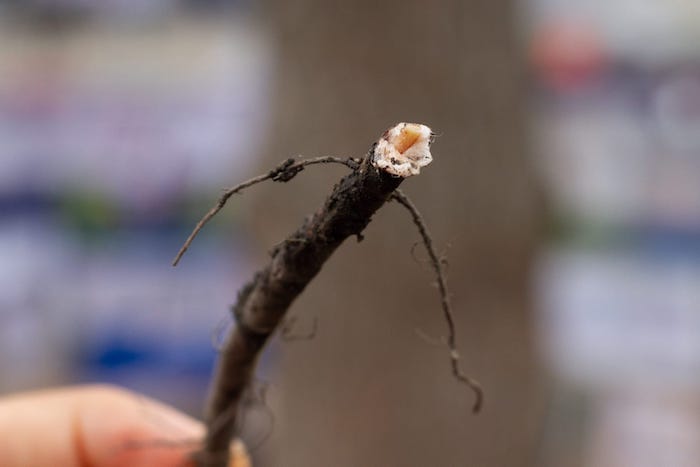 El pasado 8 de agosto, personal de la Sedema aplicó tratamiento para fortalecer las raíces del árbol y el sábado 3 de septiembre recibió la segunda aplicación de productos orgánicos que, al entrar en contacto con las células de la raíz, promueve su fortalecimiento.