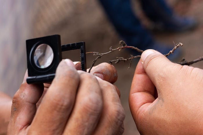 Expertos arboristas recomiendan que para la mejor adaptación del ahuehuete se requiere mantenerlo en condiciones de aislamiento.