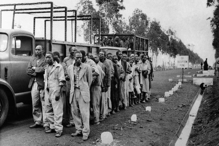 Dos camiones que trasladaban a personas kikuyu llegan a un campo a las afueras de Nairobi, Kenia, el 28 de abril de 1954, después de que cinco mil soldados británicos y mil policías armados detuvieran a entre 30 mil y 40 mil hombres. La operación siguió a la ruptura de la invitación a rendirse de las autoridades tras la captura del "General China" de la Rebelión Mau Mau. Muchos de los hombres fueron liberados tras su registro. Otros fueron enviados a campos de detención.