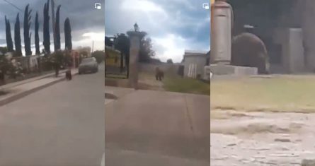 Como ocurrió en Castaños, Coahuila, ahora en la comunidad de Cumpas, en Sonora, habitantes mataron a un oso negro que había bajado al poblado a buscar agua y comida.