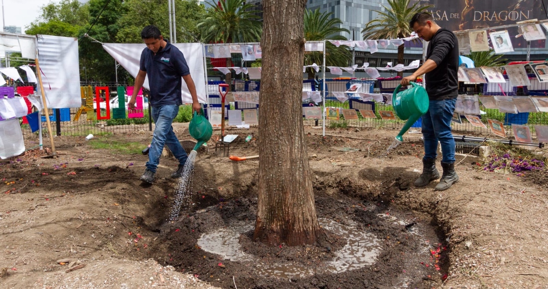 El ahuehuete que se plantó el pasado 5 de junio en una de las glorietas de la avenida Paseo de la Reforma, ubicada en la Ciudad de México.